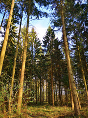 Impression of nature