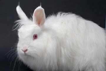 white rabbit on black background 