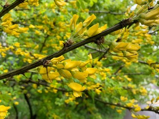 yellow maple leaves in spring