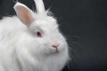 white rabbit on black background 