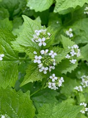white flowers of a green plant