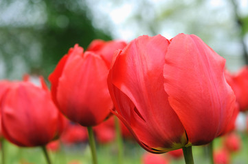 Buds bright red tulips Darwin Hybrids class on the meadow with green grass. Close up view. Banner, postcard, nobody.