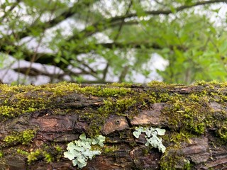moss on tree