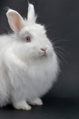 white rabbit on black background 