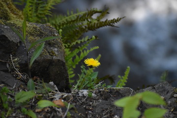 yellow dandelion on a cliff