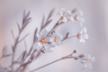 Białe kwiaty wiosenne	