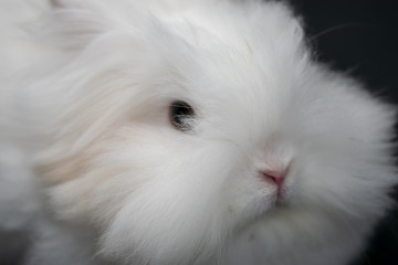 white rabbit on black background in close-up