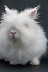 white rabbit on black background in close-up