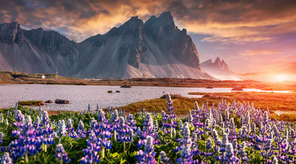 Icelandic magical nature. Vivid morning over colorful meadow ith flowers and Majestic Vestrahorn Mountain on Stokksnes cape. picturesque clouds during sunset. Scenery of nature with sunlight. Iceland