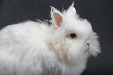 white rabbit on black background