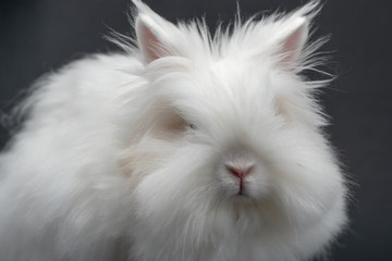 white rabbit on black background