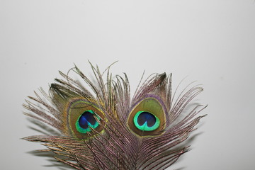 Obraz premium peacock feather close up