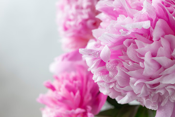 floral border of pink peonies on a white background with place for text. Flower summer texture. horizontal image.