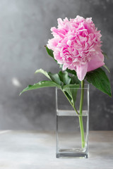 single pink peony in a square glass vase on dark wall background. minimalist indoor setting. vertical image. place for text