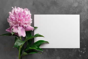 single colorful pink peony and template with white paper blank on dark concrete background. Minimal flowers composition. horizontal image. top view