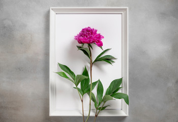 white frame with bright purple peony with green leaves. summer flowers composition. Gray background. flat lay