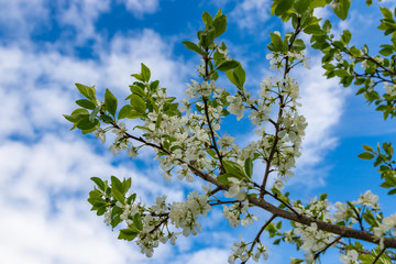 Inflorescence of cherry on branches with leaves and flowers. Blue sky background.