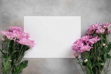 Flower card made of pink chrysanthemum and white blank paper on a gray concrete background. Creative layout with nature concept. top view, place for text