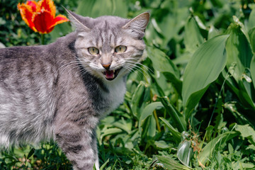 Naklejka na ściany i meble Portrait of domestic cat walking in green garden. Close up of pussycat enjoying nature.
