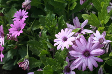 Fiori Viola