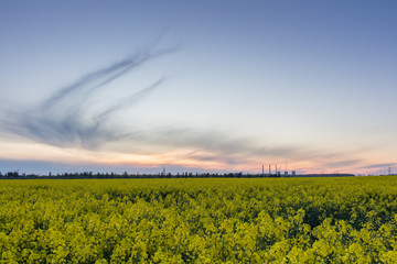 View of the power plant from a blooming rapeseed field against the evening sky