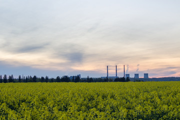 View of the power plant from a blooming rapeseed field against the evening sky