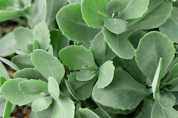 Beautiful textured green leaves, Hylotelephium foliage. Abstract floral background. tinted image.