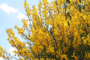 Fototapeta premium Fiori Gialli