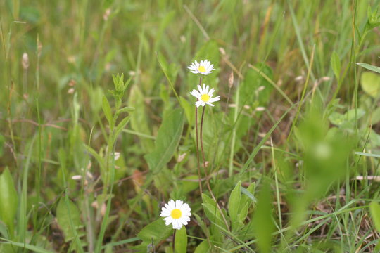Margheritine di campo