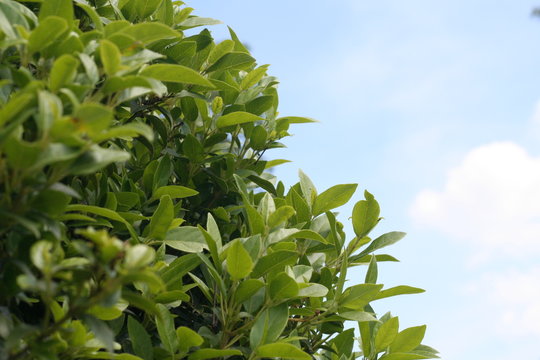 Natura e celo