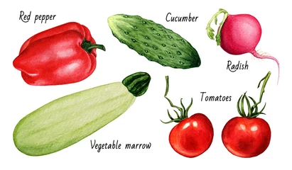 Photo sur Aluminium brossé Des légumes Ensemble de légumes à l& 39 aquarelle. Illustration dessinée à la main avec des légumes isolés sur fond blanc.