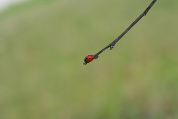 Coccinella