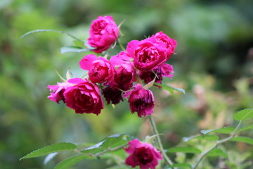Belle photo d'un ensemble de fleurs rose prise au macro avec un flou en arrière.