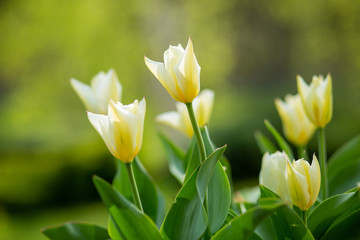 Kwitnące tulipany wiosną w ogrodzie