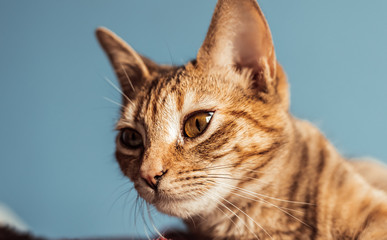 photo of an adorable little brown-eyed cat resting in the sun