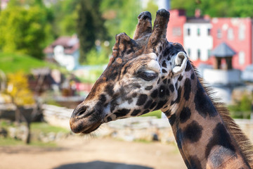 Fototapeta premium Rothschild's Giraffe - Giraffa camelopardalis rothschildi - head portrait.