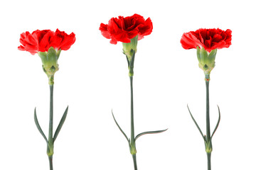 Red carnations with green stem and leaves isolated on a white background