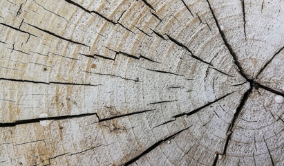 Wood texture of cut tree trunk	