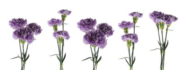 Purple carnations with green stem and leaves isolated on a white background © mantisphoto