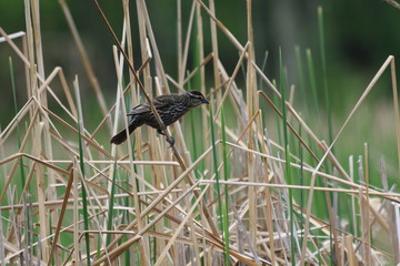 female red winged blackbird