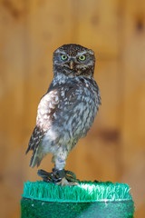 Little Owl - Athene noctua portrait of a little owl