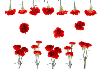 Red carnations with green stem and leaves isolated on a white background