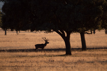 Parque de Cabañeros (berrea)