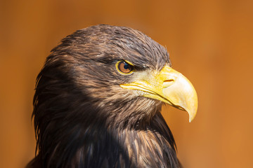 Sea Eagle - Haliaeetus albicilla - portrait of a bird of prey.