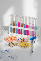 Herbicide-treated corn, suflowers, chick-pea seeds in a Petri dish and sprouted seeds on a table with a dispenser and test tubes