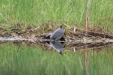 Painted turtle resting