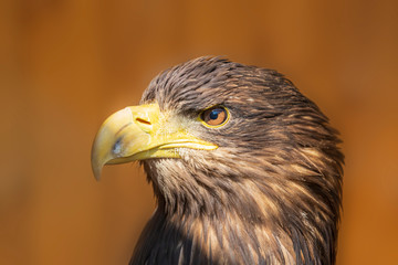 Sea Eagle - Haliaeetus albicilla - portrait of a bird of prey.