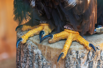 Sea Eagle - Haliaeetus albicilla - Detail of legs and claws.
