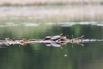painted turtles resting