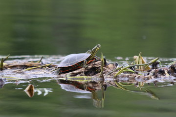 painted turtle on a log